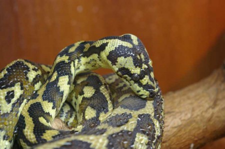 Veľhad kráľovský