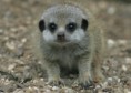 /album/surikata-vlkava/three-baby-meerkats-face-public-first-time-wig4fwdkfiol-jpg/